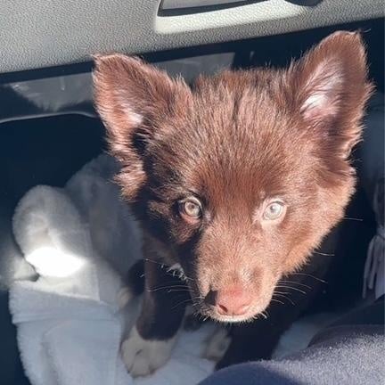nala-1