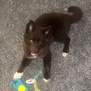nala-2