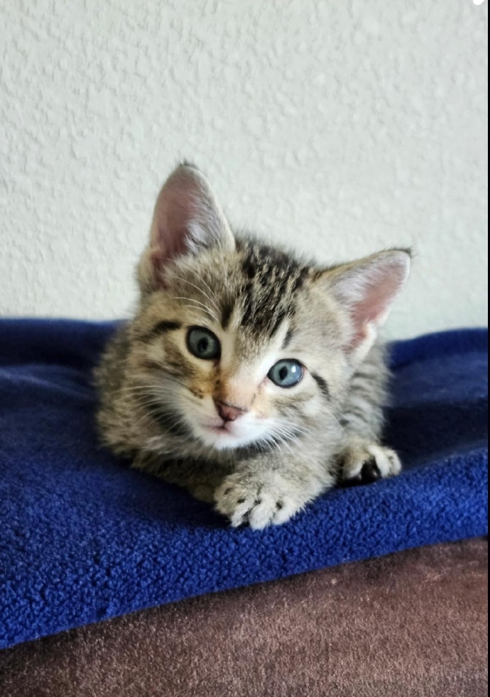 Cubbie