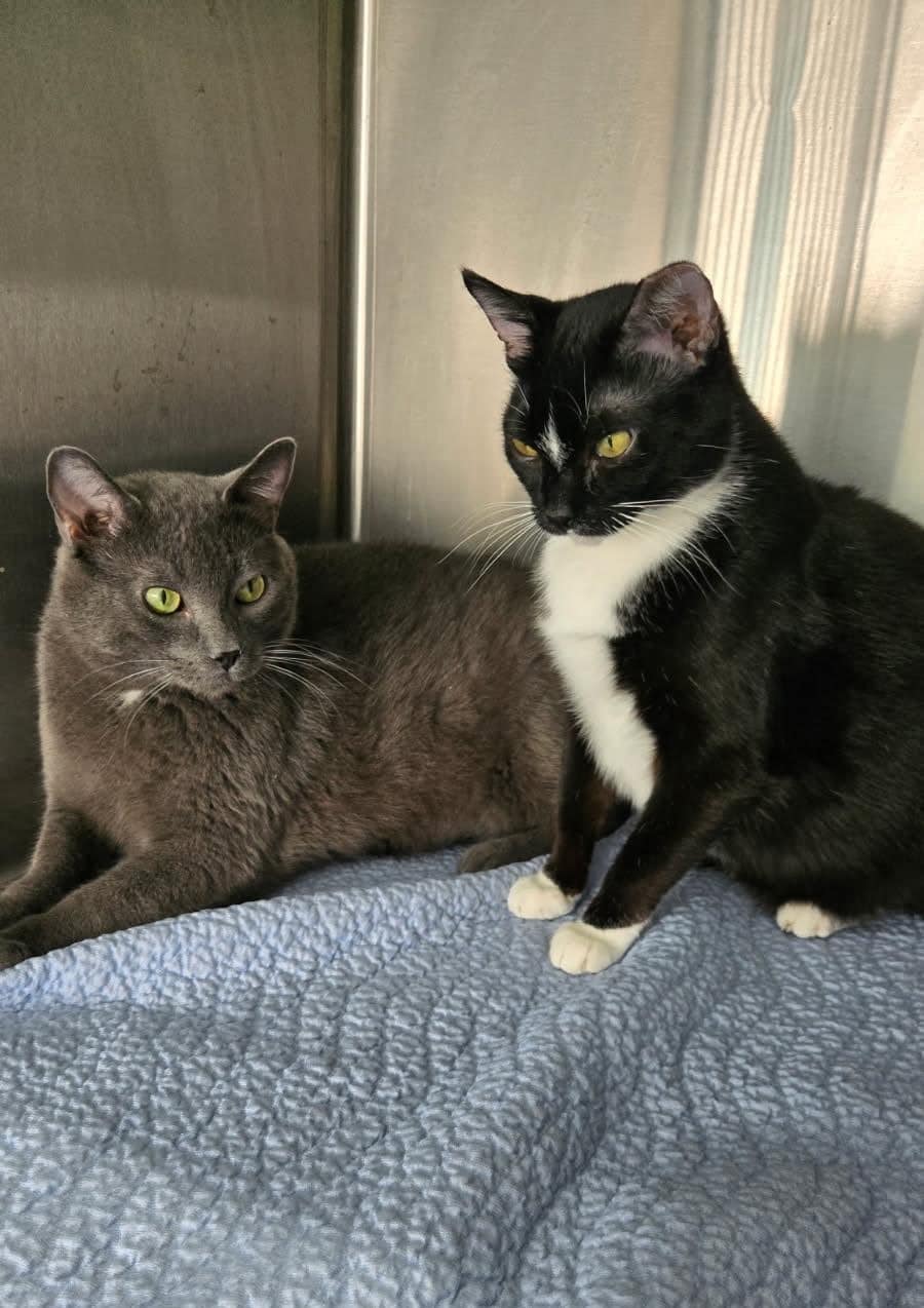 Grey and Spicy