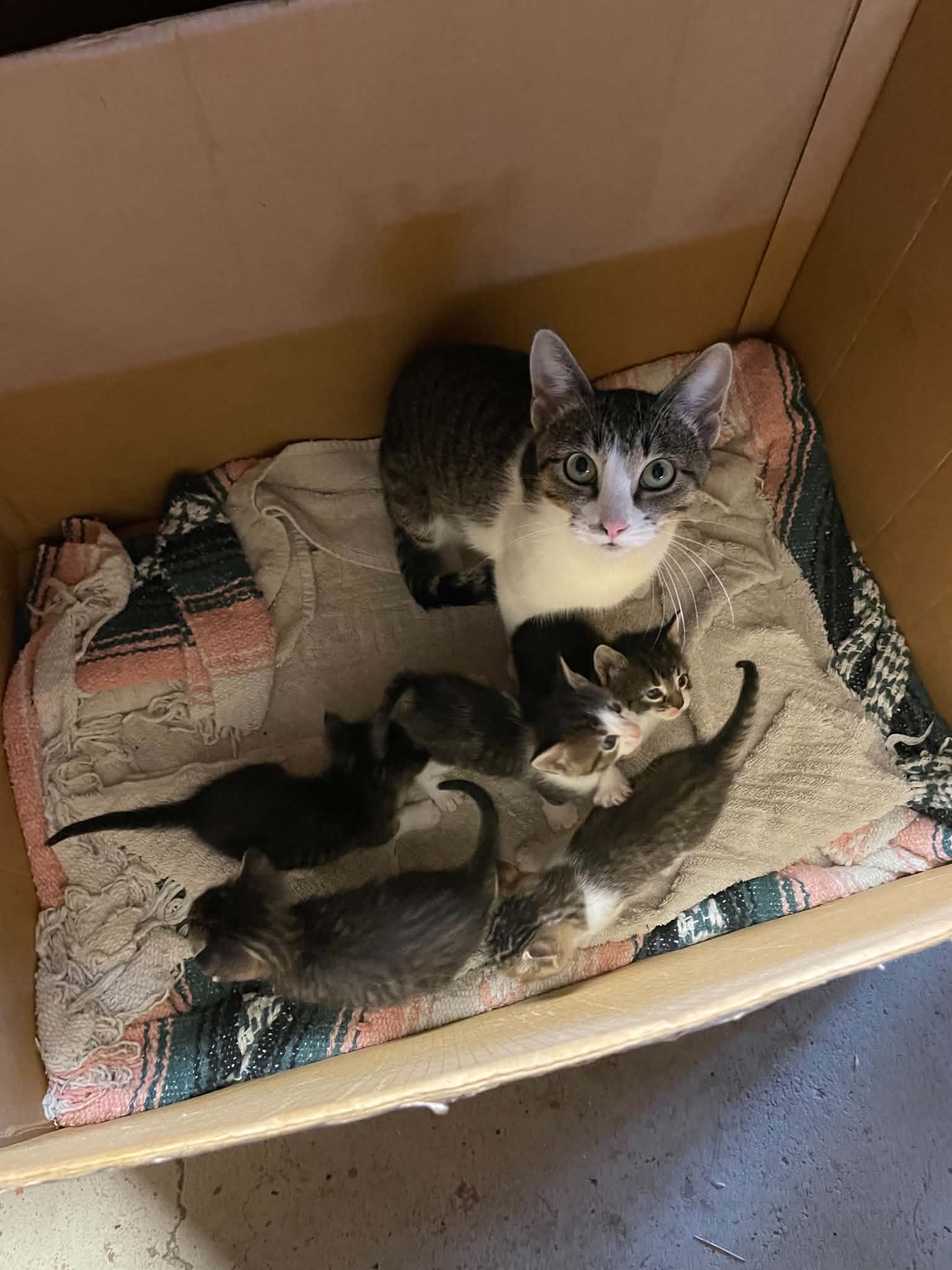 Salt and kitties